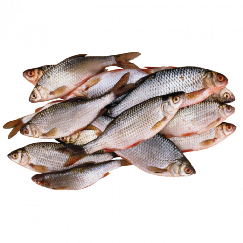 рыба речная